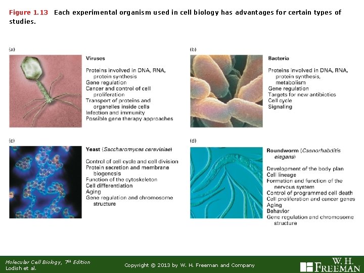 Figure 1. 13 studies. Each experimental organism used in cell biology has advantages for