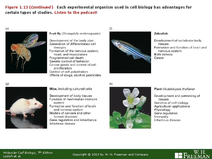 Figure 1. 13 (Continued) Each experimental organism used in cell biology has advantages for