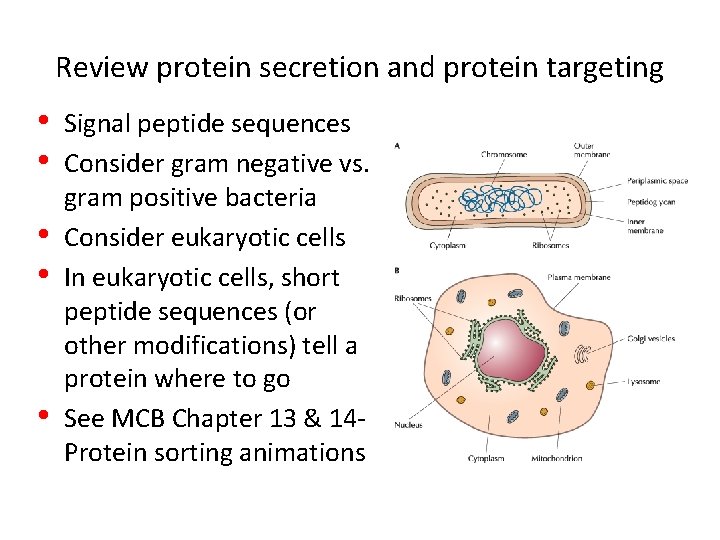 Review protein secretion and protein targeting • • • Signal peptide sequences Consider gram