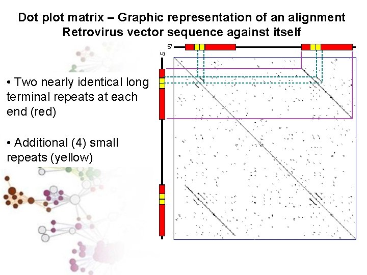 Dot plot matrix – Graphic representation of an alignment Retrovirus vector sequence against itself