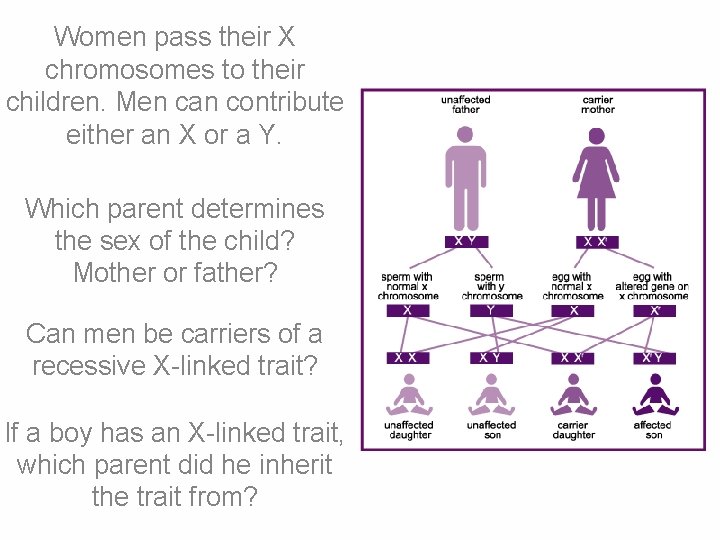 Women pass their X chromosomes to their children. Men can contribute either an X