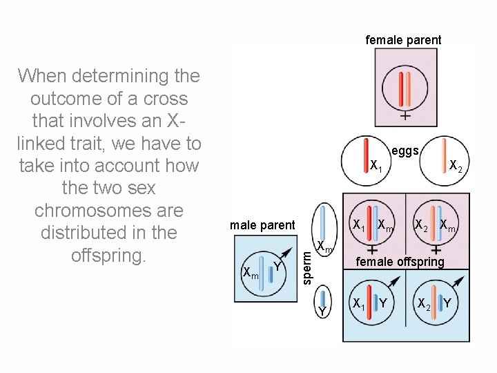 female parent eggs X 1 Xm male parent Xm Y sperm When determining the