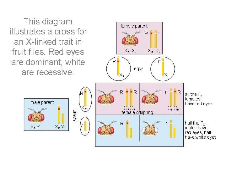 This diagram illustrates a cross for an X-linked trait in fruit flies. Red eyes