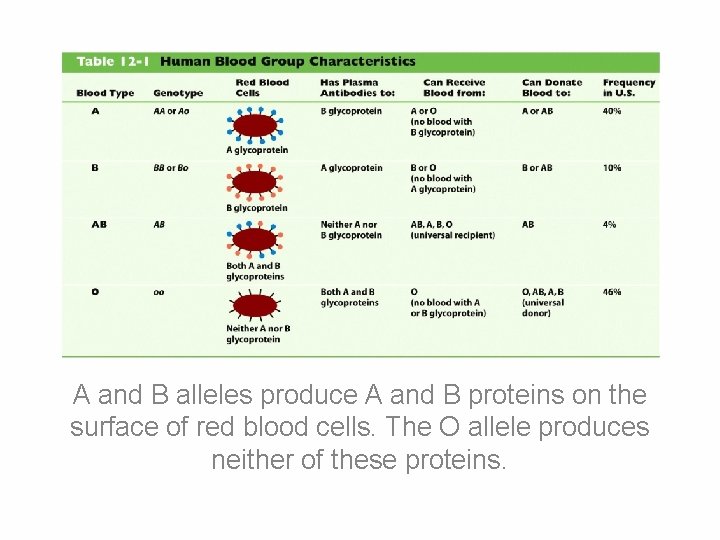 A and B alleles produce A and B proteins on the surface of red