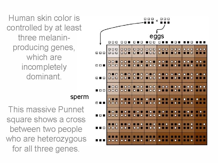 Human skin color is controlled by at least three melaninproducing genes, which are incompletely