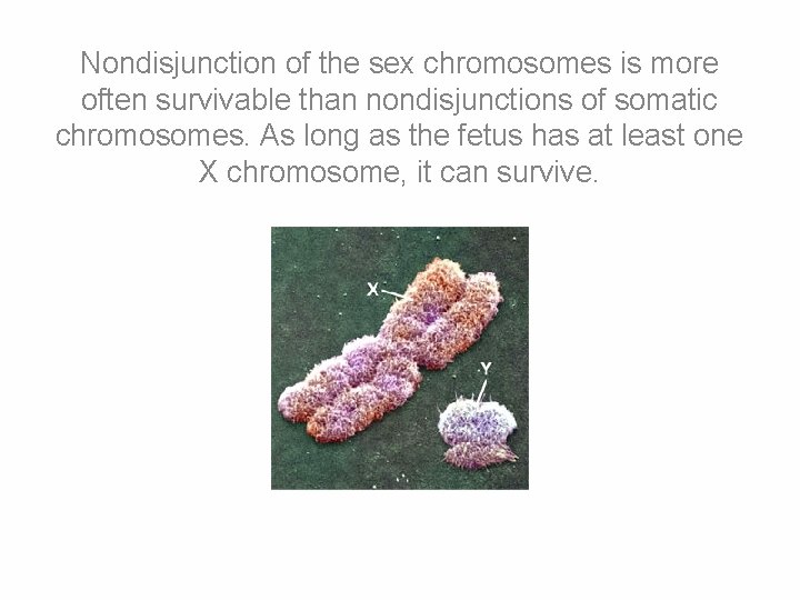 Nondisjunction of the sex chromosomes is more often survivable than nondisjunctions of somatic chromosomes.