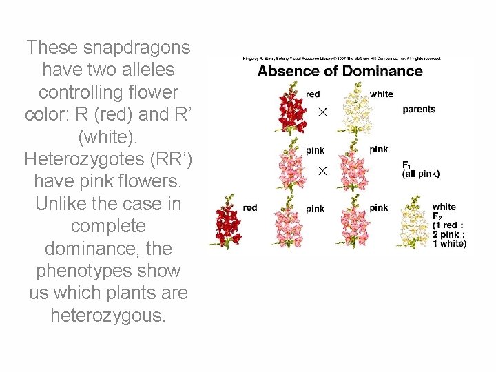 These snapdragons have two alleles controlling flower color: R (red) and R’ (white). Heterozygotes