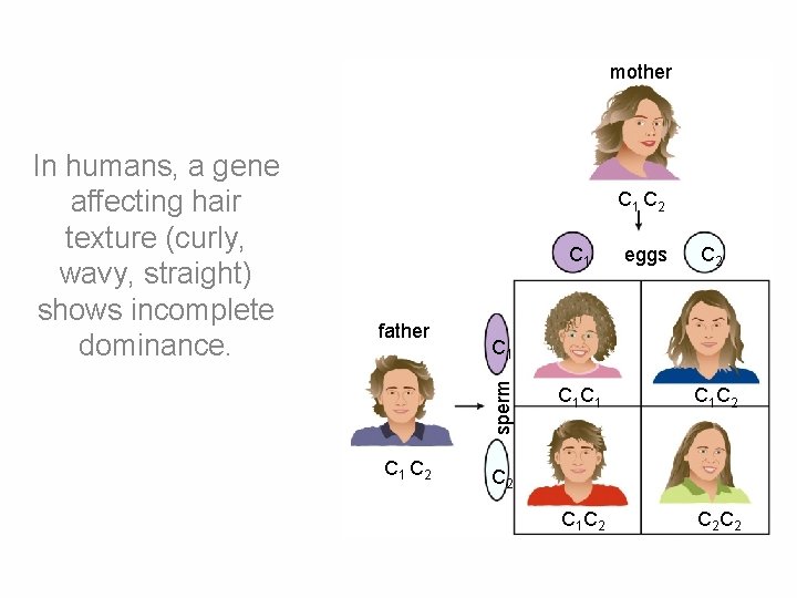 mother C 1 C 2 C 1 father C 1 C 2 eggs C