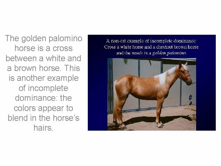 The golden palomino horse is a cross between a white and a brown horse.