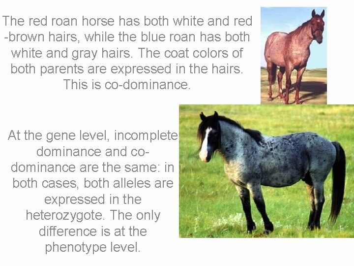 The red roan horse has both white and red -brown hairs, while the blue