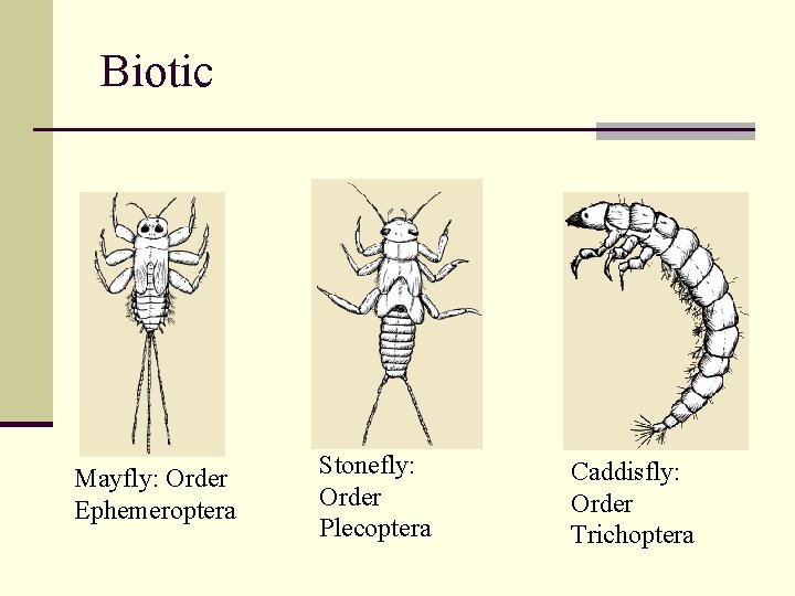 Biotic Mayfly: Order Ephemeroptera Stonefly: Order Plecoptera Caddisfly: Order Trichoptera 