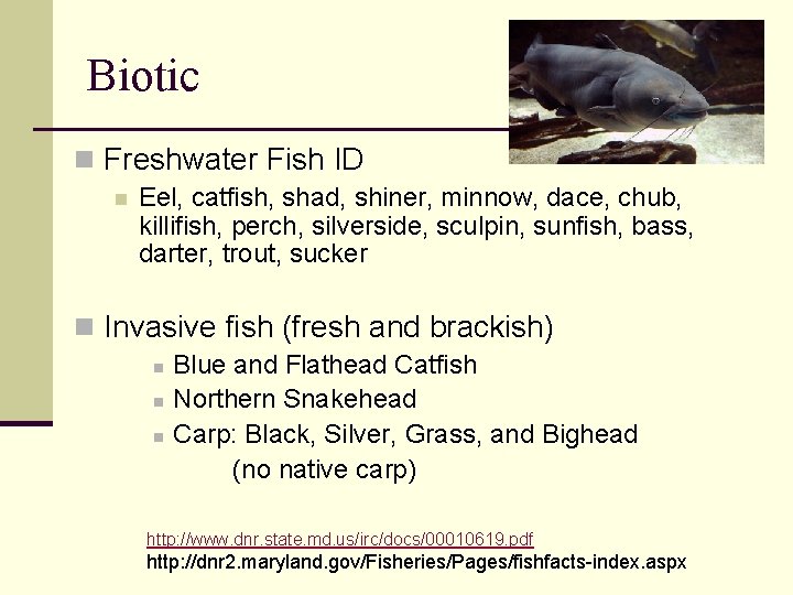 Biotic n Freshwater Fish ID n Eel, catfish, shad, shiner, minnow, dace, chub, killifish,