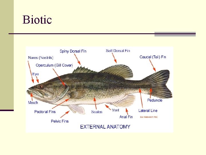Biotic 