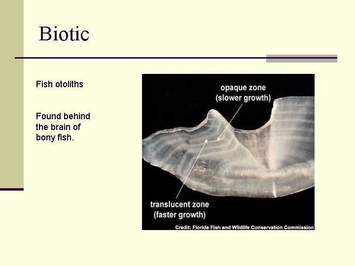 Biotic Fish otoliths Found behind the brain of bony fish. 