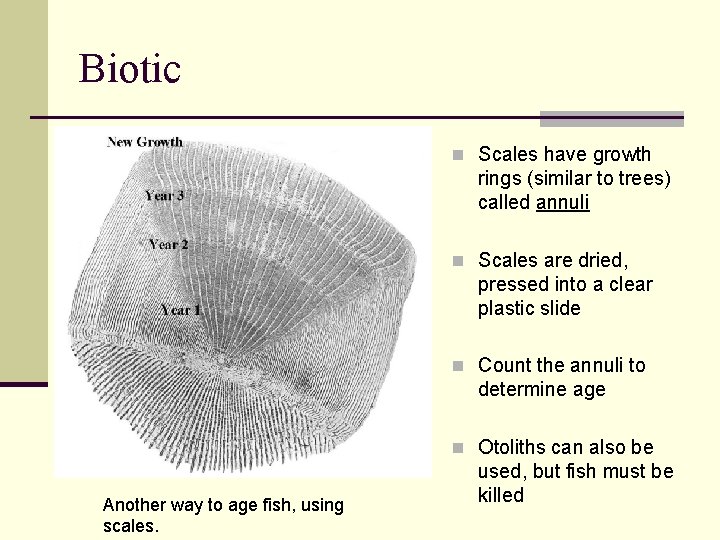 Biotic n Scales have growth rings (similar to trees) called annuli n Scales are