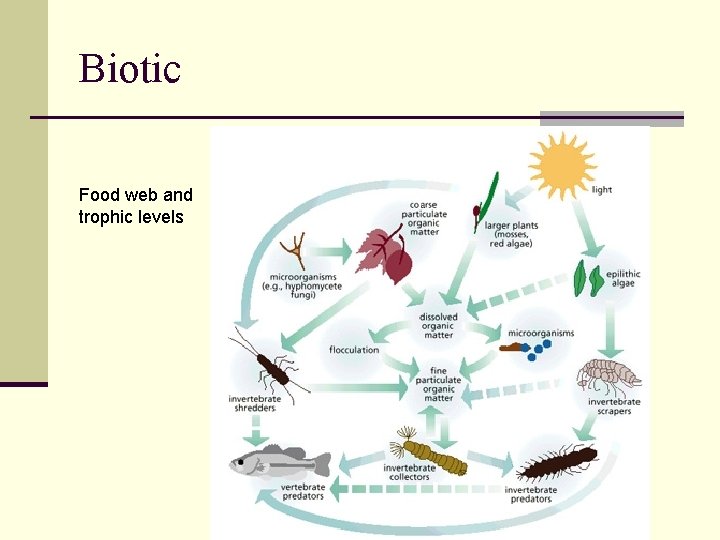 Biotic Food web and trophic levels 