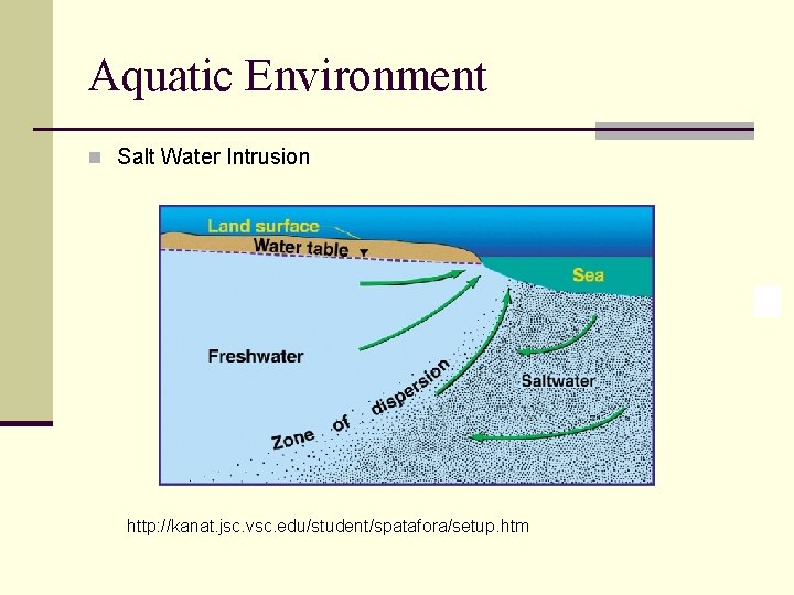 Aquatic Environment n Salt Water Intrusion http: //kanat. jsc. vsc. edu/student/spatafora/setup. htm 