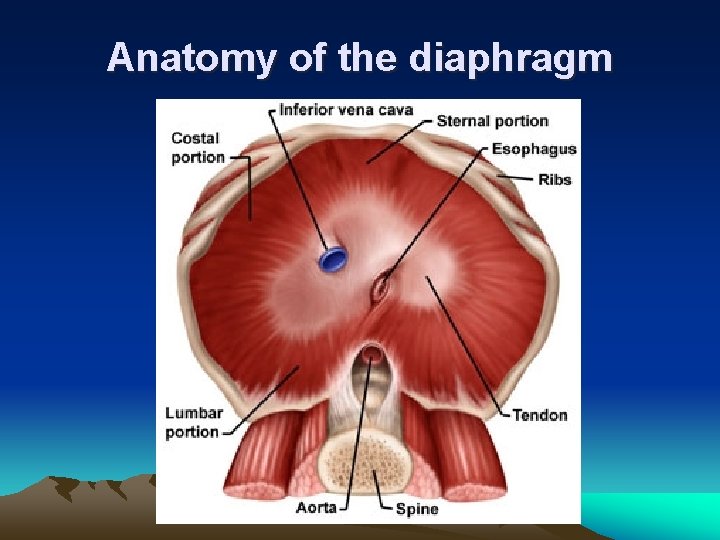 Anatomy of the diaphragm 