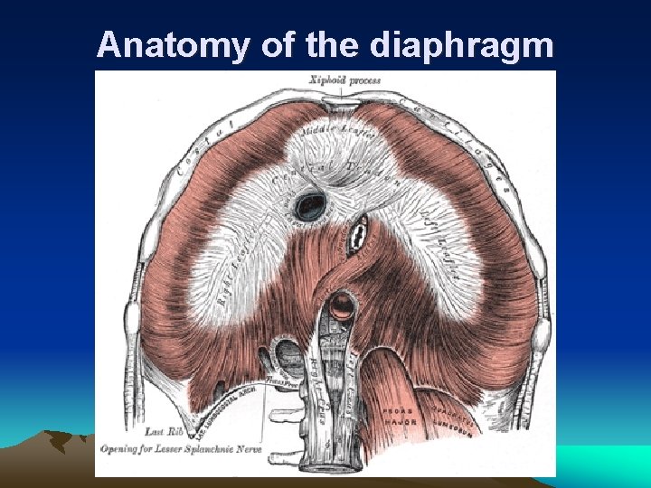 Anatomy of the diaphragm 