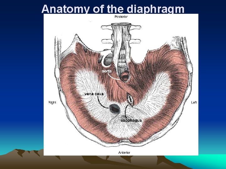 Anatomy of the diaphragm 