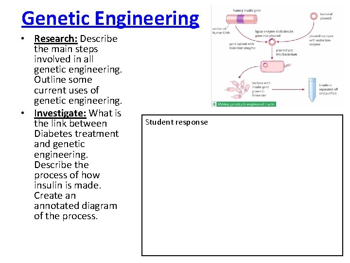 Genetic Engineering • Research: Describe the main steps involved in all genetic engineering. Outline Genetic Engineering • Research: Describe the main steps involved in all genetic engineering. Outline