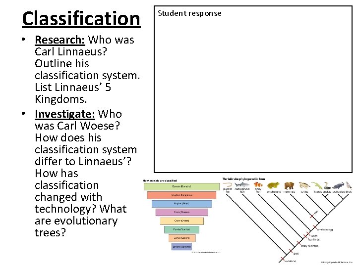Classification • Research: Who was Carl Linnaeus? Outline his classification system. List Linnaeus’ 5 Classification • Research: Who was Carl Linnaeus? Outline his classification system. List Linnaeus’ 5