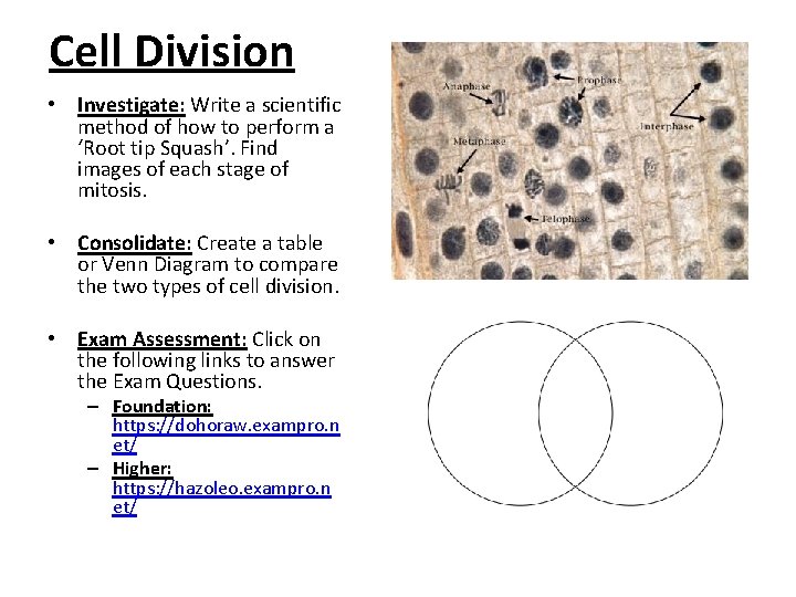 Cell Division • Investigate: Write a scientific method of how to perform a ‘Root Cell Division • Investigate: Write a scientific method of how to perform a ‘Root