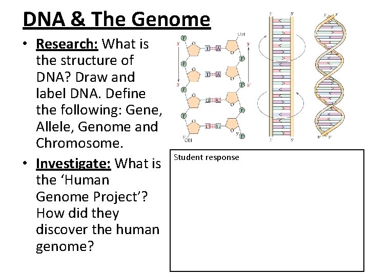 DNA & The Genome • Research: What is the structure of DNA? Draw and DNA & The Genome • Research: What is the structure of DNA? Draw and