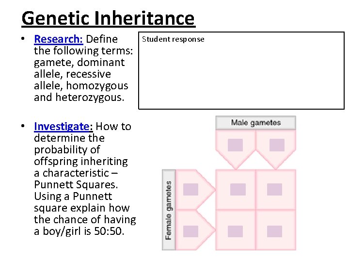 Genetic Inheritance • Research: Define the following terms: gamete, dominant allele, recessive allele, homozygous Genetic Inheritance • Research: Define the following terms: gamete, dominant allele, recessive allele, homozygous