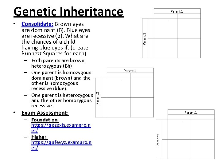 Genetic Inheritance Parent 1 Parent 2 – Both parents are brown heterozygous (Bb) – Genetic Inheritance Parent 1 Parent 2 – Both parents are brown heterozygous (Bb) –