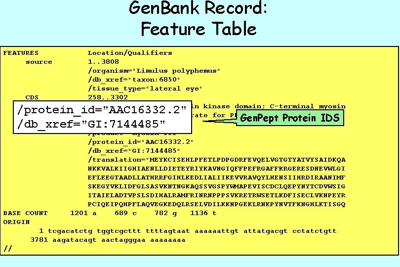 Gen. Bank Record: Feature Table FEATURES source CDS Location/Qualifiers 1. . 3808 /organism="Limulus polyphemus"