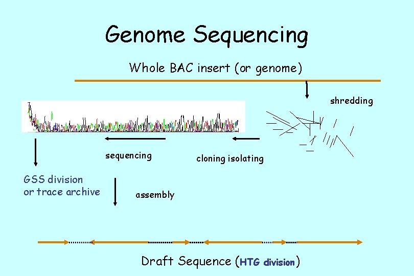 Genome Sequencing Whole BAC insert (or genome) shredding sequencing GSS division or trace archive