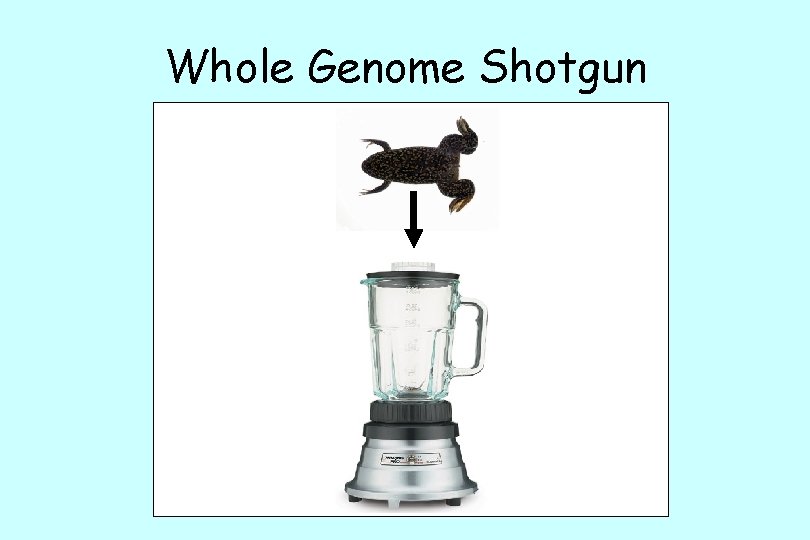 Whole Genome Shotgun 