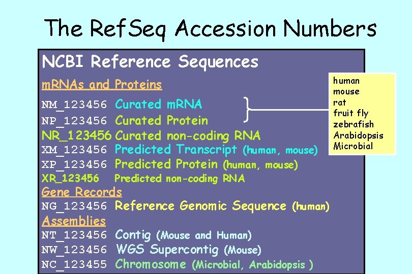 The Ref. Seq Accession Numbers NCBI Reference Sequences m. RNAs and Proteins NM_123456 Curated