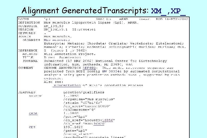 Alignment Generated. Transcripts: XM_, XP_ 
