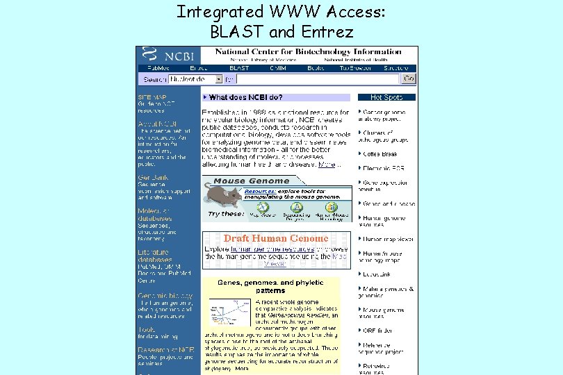 Integrated WWW Access: BLAST and Entrez 