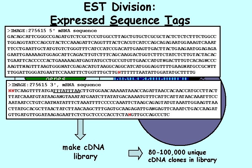 EST Division: Expressed Sequence Tags >IMAGE: 275615 5' m. RNA sequence GACAGCATTCGGGCCGAGATGTCTCGCTCCGTGGCCTTAGCTGTGCTCGCGCTACTCTTTCTGGCC TGGAGGTATCCAGCGTACTCCAAAGATTCAGGTTTACTCACGTCATCCAGCAGAGAATGGAAAGTCAAAT TTCCTGAATTGCTATGTGTCTGGGTTTCATCCGACATTGAAGTTGACTTACTGAAGAATGGAGAGA