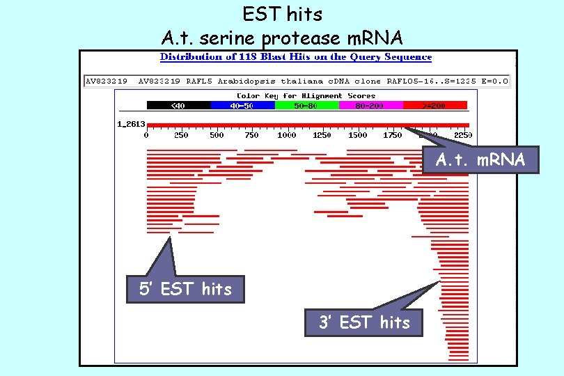 EST hits A. t. serine protease m. RNA A. t. m. RNA 5’ EST