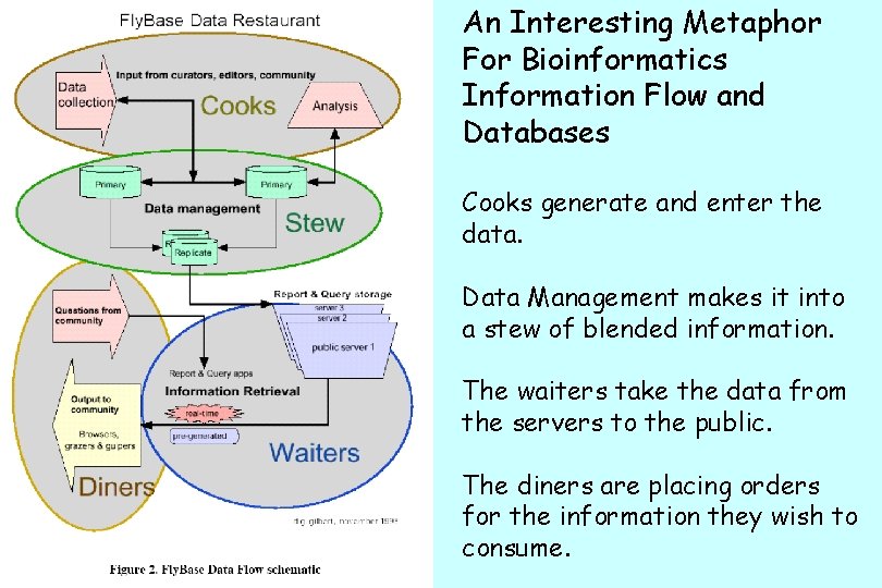 An Interesting Metaphor For Bioinformatics Information Flow and Databases Cooks generate and enter the