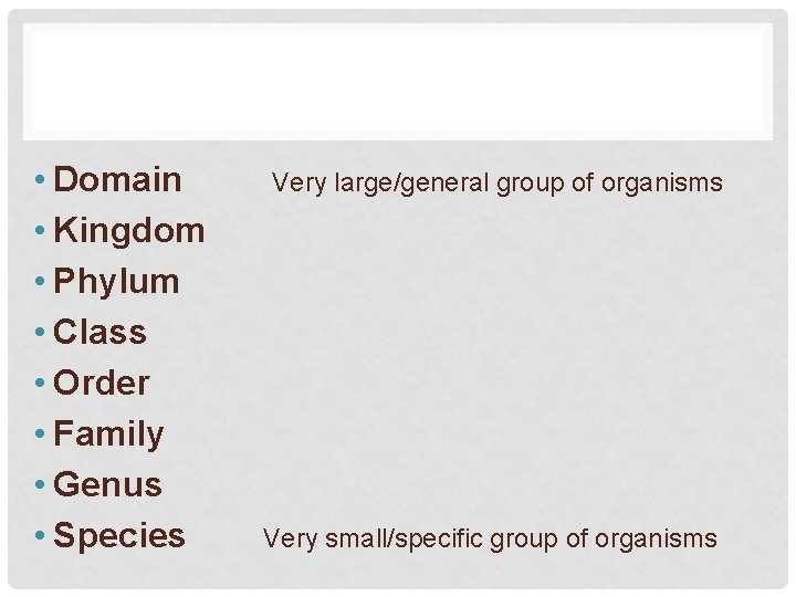  • Domain Very large/general group of organisms • Kingdom • Phylum • Class