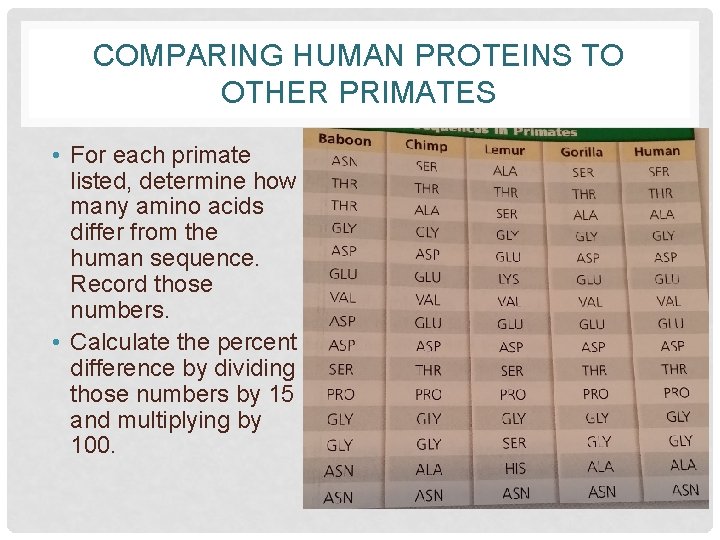 COMPARING HUMAN PROTEINS TO OTHER PRIMATES • For each primate listed, determine how many