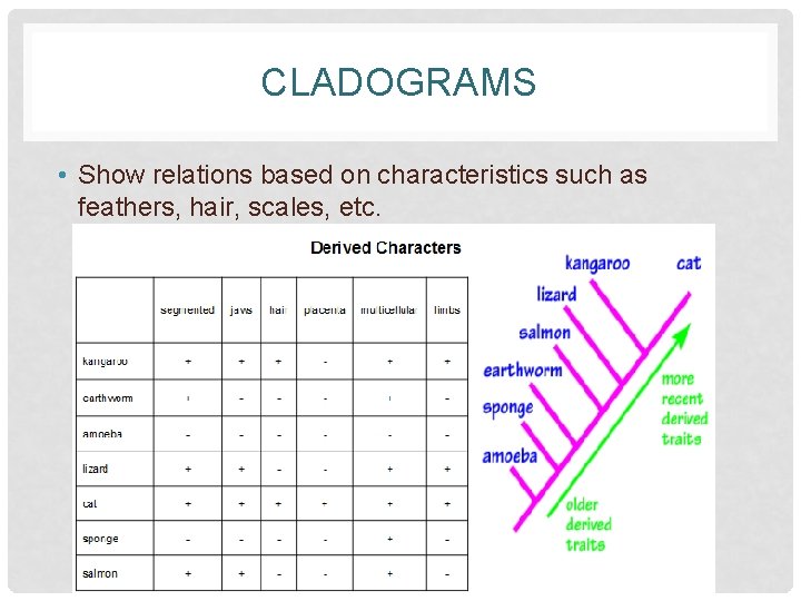 CLADOGRAMS • Show relations based on characteristics such as feathers, hair, scales, etc. 