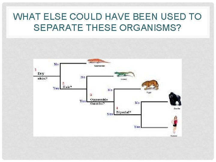 WHAT ELSE COULD HAVE BEEN USED TO SEPARATE THESE ORGANISMS? 