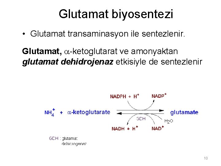 Glutamat biyosentezi • Glutamat transaminasyon ile sentezlenir. Glutamat, -ketoglutarat ve amonyaktan glutamat dehidrojenaz etkisiyle