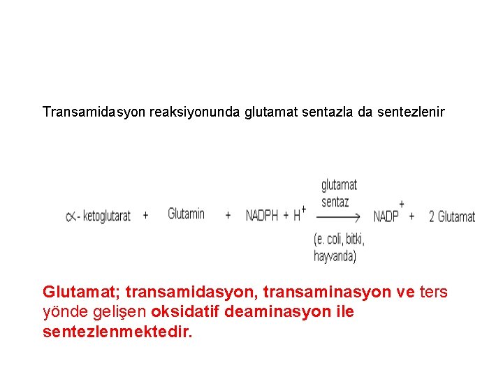 Transamidasyon reaksiyonunda glutamat sentazla da sentezlenir Glutamat; transamidasyon, transaminasyon ve ters yönde gelişen oksidatif