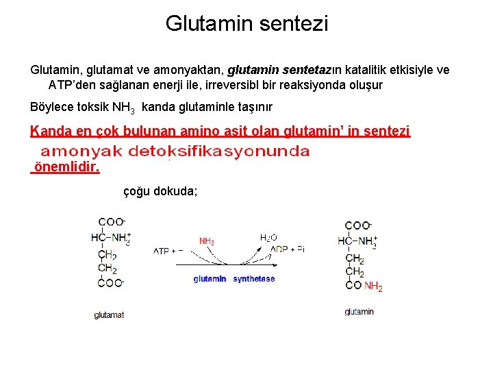 Glutamin sentezi Glutamin, glutamat ve amonyaktan, glutamin sentetazın katalitik etkisiyle ve ATP’den sağlanan enerji