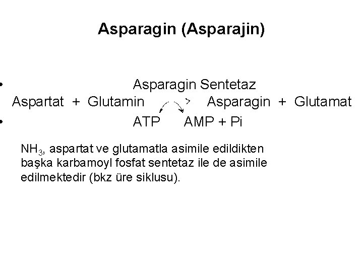 Asparagin (Asparajin) • Asparagin Sentetaz Aspartat + Glutamin Asparagin + Glutamat • ATP AMP