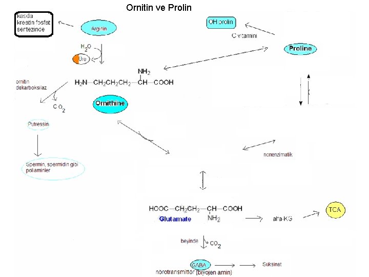 Ornitin ve Prolin 