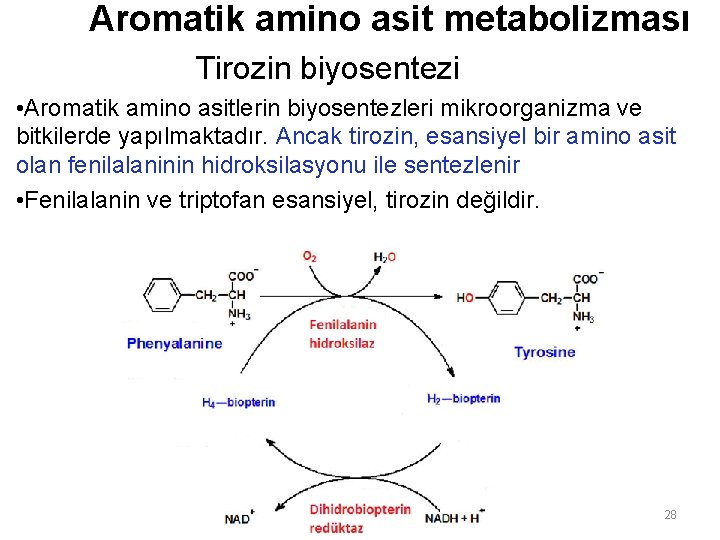 Aromatik amino asit metabolizması Tirozin biyosentezi • Aromatik amino asitlerin biyosentezleri mikroorganizma ve bitkilerde