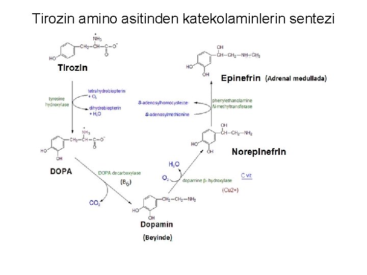 Tirozin amino asitinden katekolaminlerin sentezi 